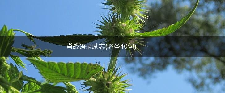 肖战语录励志(必备40句),第1张 肖战语录励志(必备40句),第1张