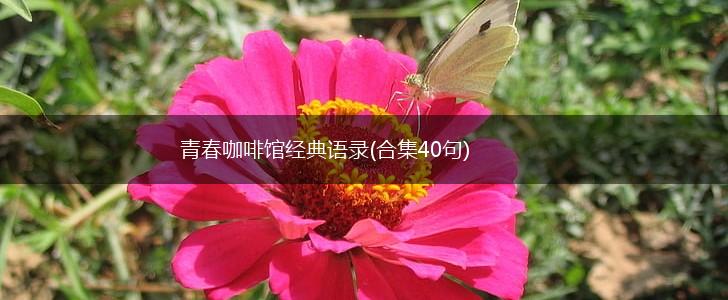 青春咖啡馆经典语录(合集40句),第1张