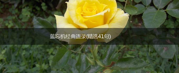 蓝忘机经典语录(精选41句),第1张