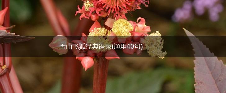 雪山飞狐经典语录(通用40句),第1张