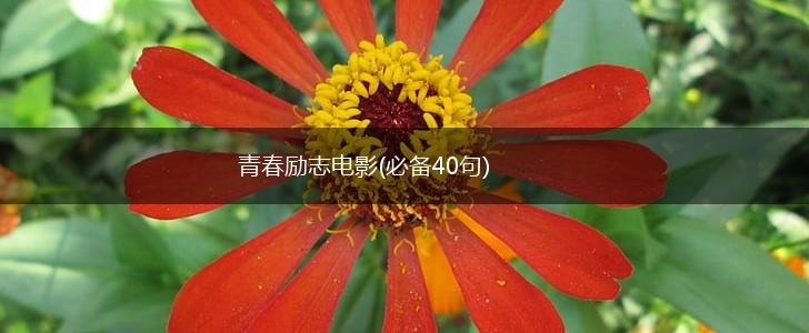 青春励志电影(必备40句),第1张