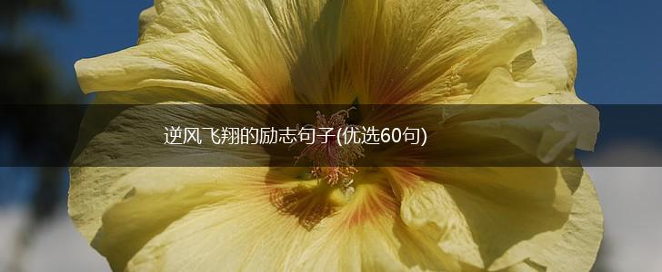 逆风飞翔的励志句子(优选60句),第1张