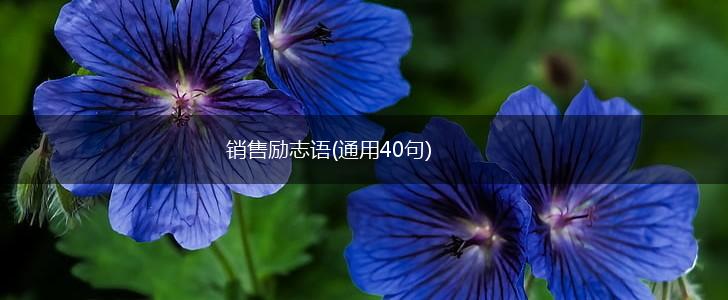 销售励志语(通用40句),第1张