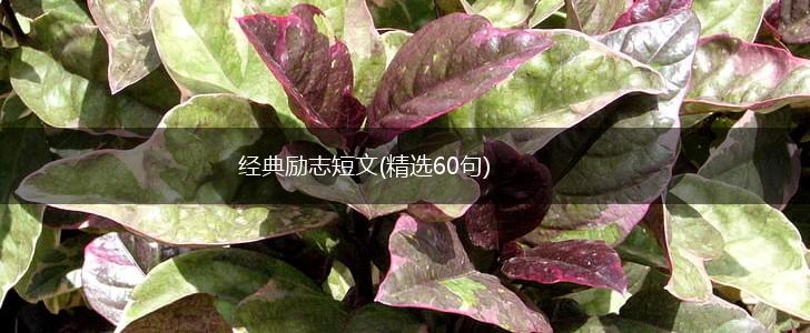 经典励志短文(精选60句),第1张