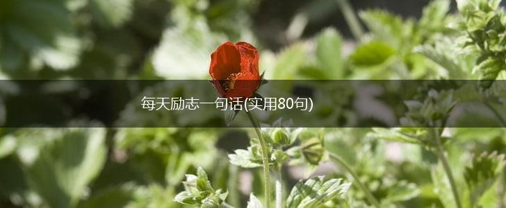 每天励志一句话(实用80句),第1张