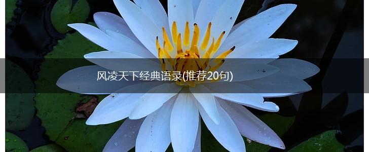 风凌天下经典语录(推荐20句),第1张