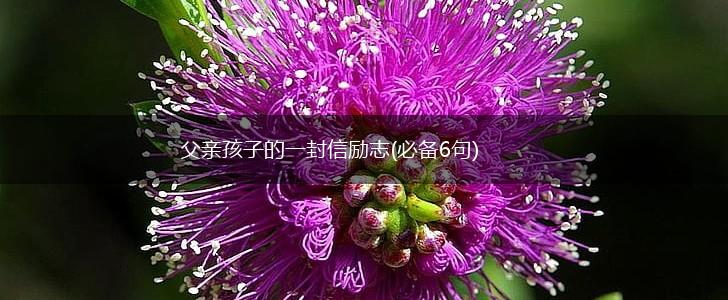 父亲孩子的一封信励志(必备6句),第1张