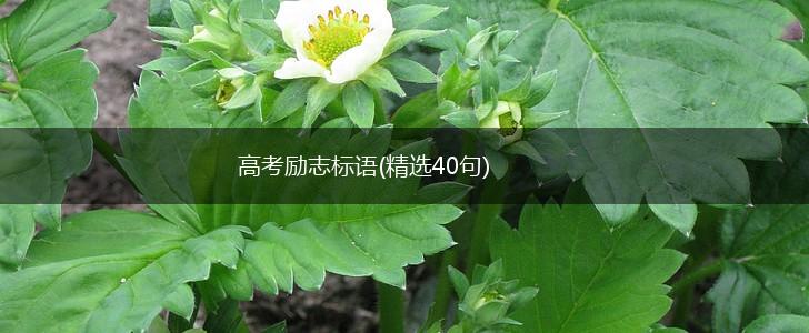高考励志标语(精选40句),第1张