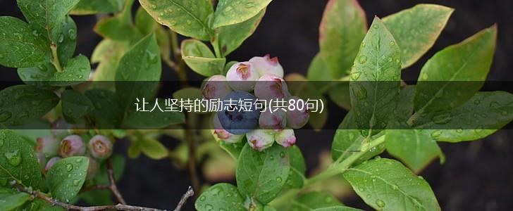 让人坚持的励志短句(共80句),第1张