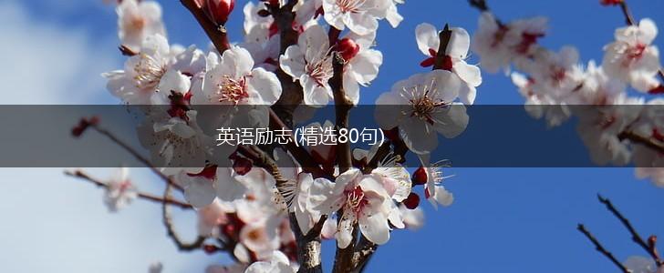 英语励志(精选80句),第1张