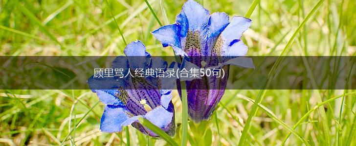 顾里骂人经典语录(合集50句),第1张
