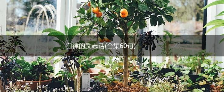 自律的励志话(合集60句),第1张 自律的励志话(合集60句),第1张