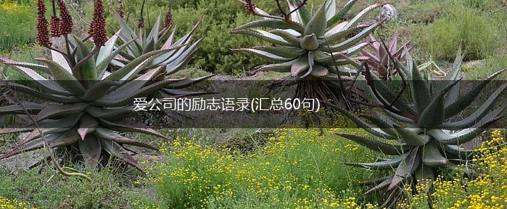 爱公司的励志语录(汇总60句),第1张