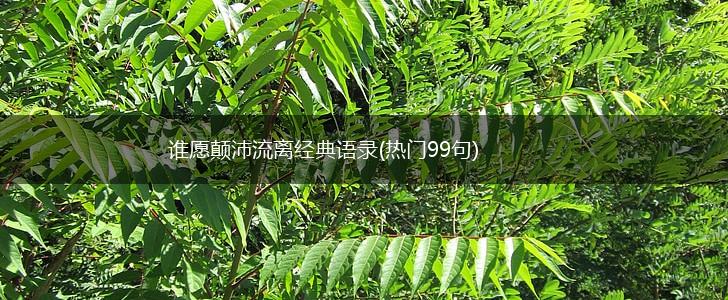 谁愿颠沛流离经典语录(热门99句),第1张