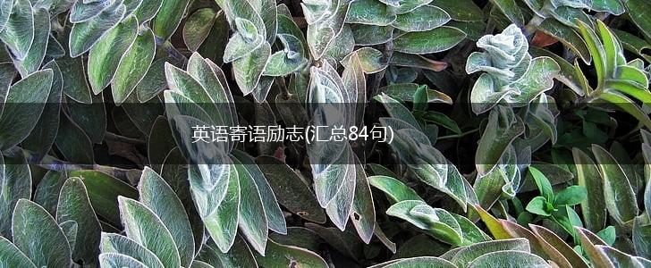 英语寄语励志(汇总84句),第1张
