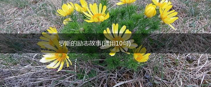 罗斯的励志故事(通用10句),第1张