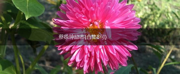 蔡徐坤励志(合集8句),第1张