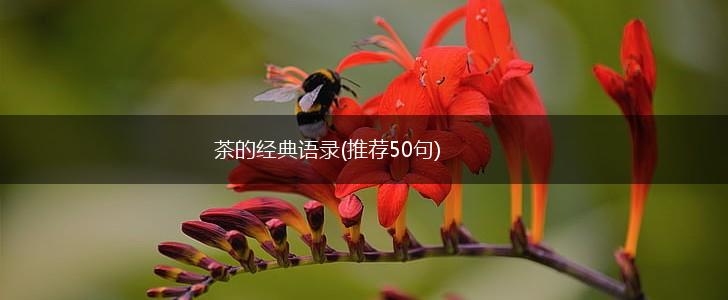 茶的经典语录(推荐50句),第1张
