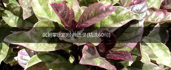 讽刺攀比的经典语录(精选60句),第1张