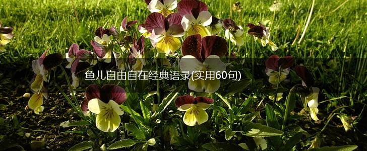 鱼儿自由自在经典语录(实用60句),第1张