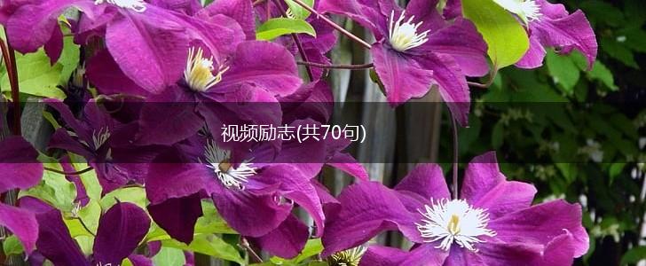 视频励志(共70句),第1张
