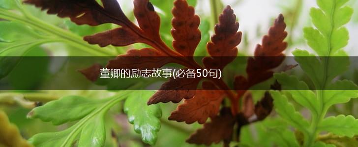 董卿的励志故事(必备50句),第1张