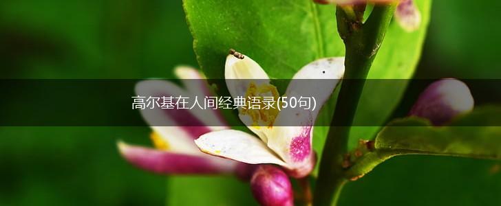 高尔基在人间经典语录(50句),第1张