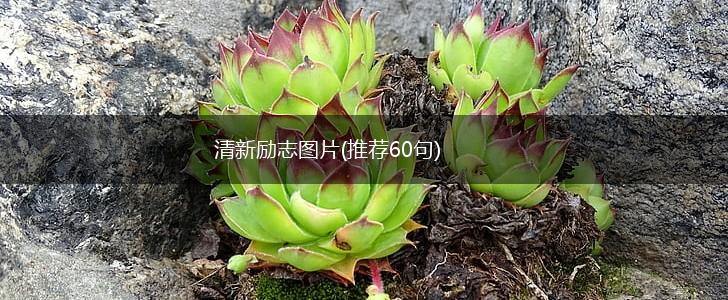 清新励志图片(推荐60句),第1张