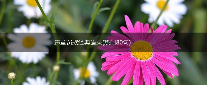 违章罚款经典语录(热门80句),第1张