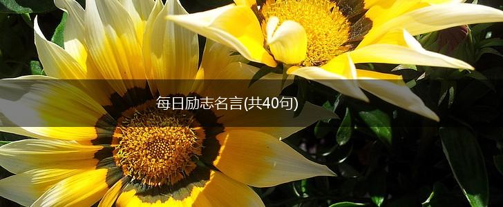 每日励志名言(共40句),第1张