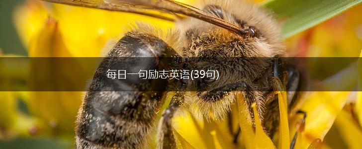 每日一句励志英语(39句),第1张