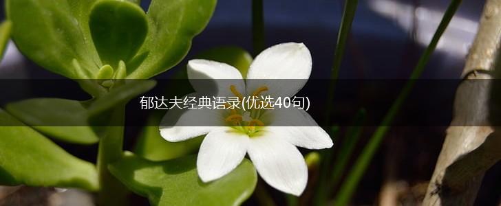 郁达夫经典语录(优选40句),第1张