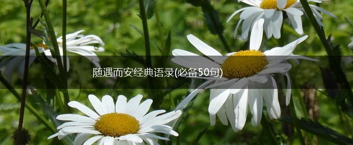 随遇而安经典语录(必备50句),第1张
