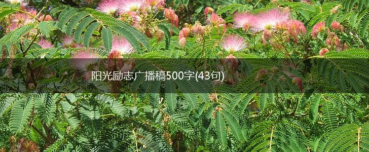 阳光励志广播稿500字(43句),第1张