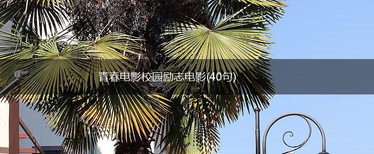 青春电影校园励志电影(40句),第1张