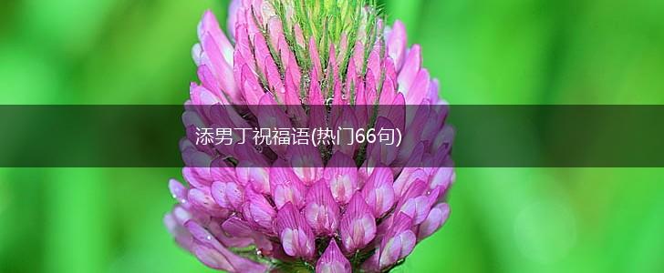 添男丁祝福语(热门66句),第1张