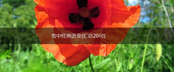 雪中经典语录(汇总20句),第1张