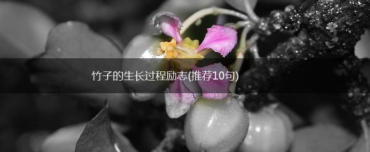 竹子的生长过程励志(推荐10句),第1张