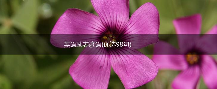 英语励志谚语(优选98句),第1张