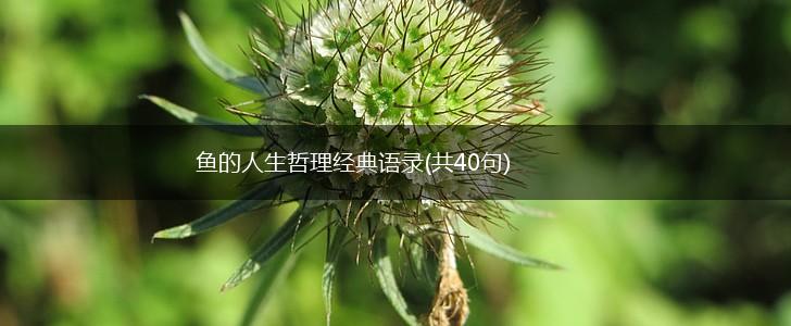 鱼的人生哲理经典语录(共40句),第1张