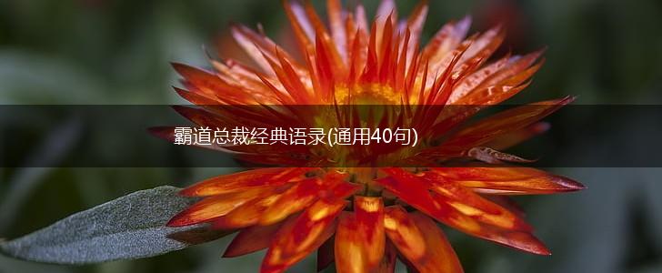 霸道总裁经典语录(通用40句),第1张