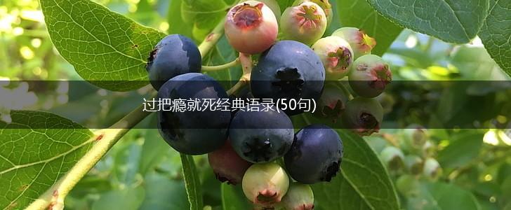 过把瘾就死经典语录(50句),第1张