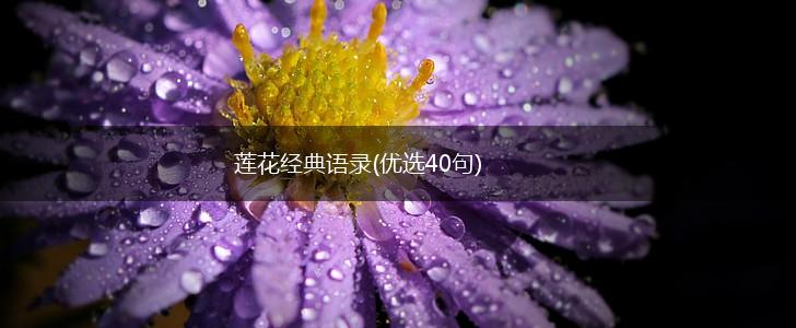 莲花经典语录(优选40句),第1张
