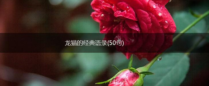 龙猫的经典语录(50句),第1张