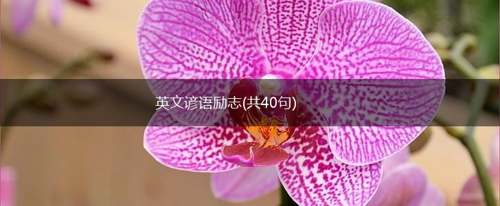 英文谚语励志(共40句),第1张