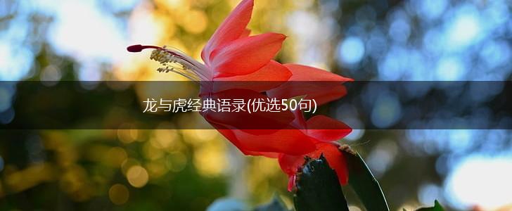 龙与虎经典语录(优选50句),第1张
