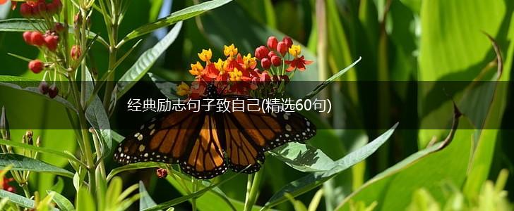 经典励志句子致自己(精选60句),第1张