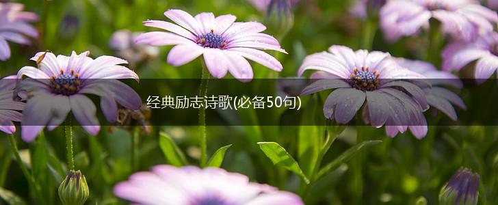 经典励志诗歌(必备50句),第1张
