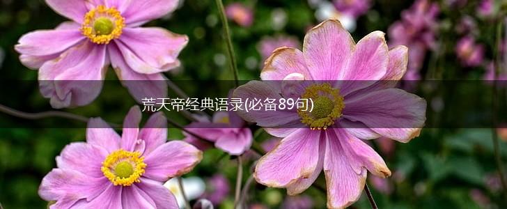 荒天帝经典语录(必备89句),第1张 荒天帝经典语录(必备89句),第1张