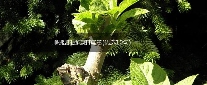 帆船的励志的寓意(优选10句),第1张